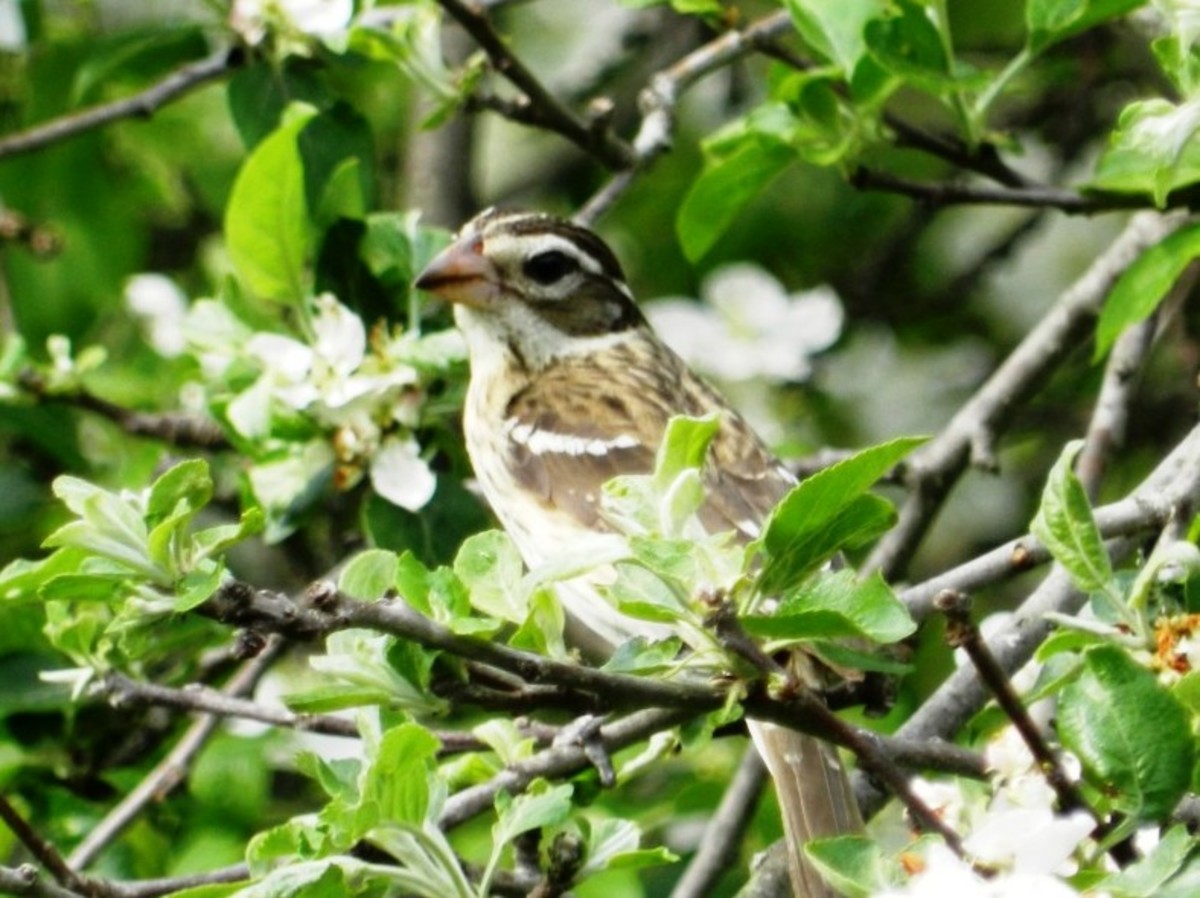 How to Build a Backyard Bird Sanctuary and Wildlife Habitat