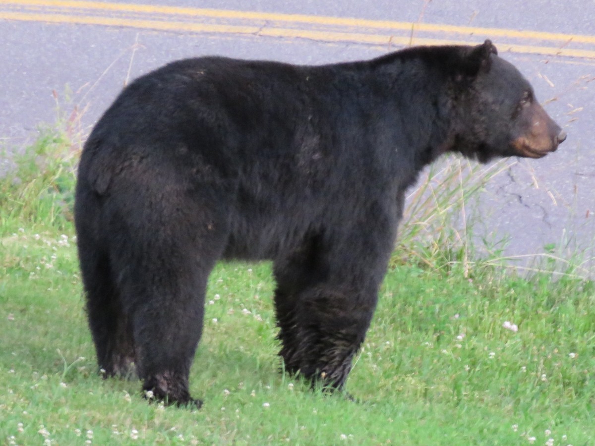 How to Deal With Unwanted Bird Feeder Visitors HubPages