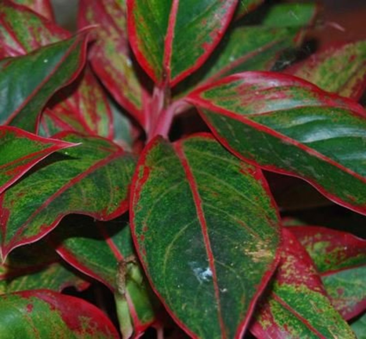 Aglaonema: A Beautiful, Easy Plant to Grow - Dengarden