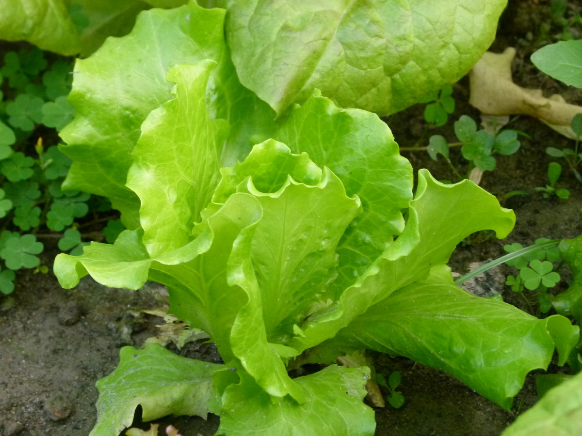 Photo: Lettuce