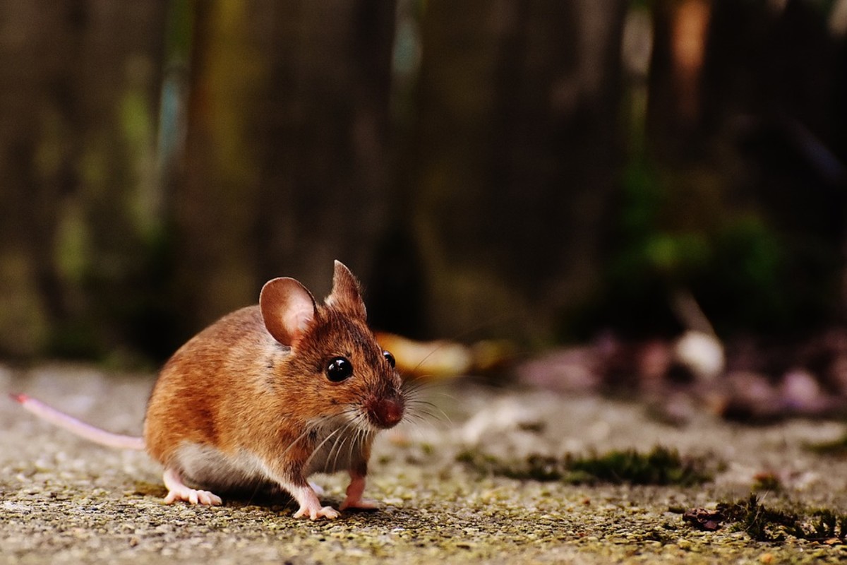 Get rid of mice naturally with specific scents, non-lethal traps, aluminum foil, and a clean and mouse-proofed home.