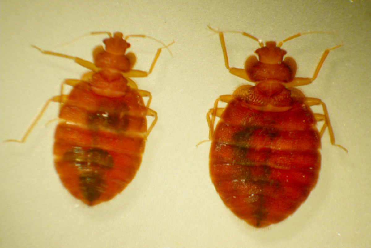 Bedbugs are nightmare insects.