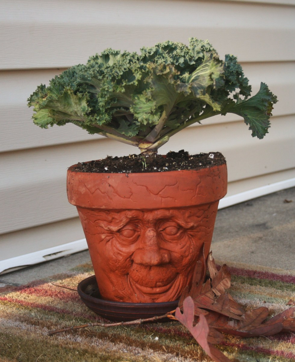 Mixed planters (and singletons like this flowering kale) are fun fall additions to your home landscape--and they don't have to cost a lot!