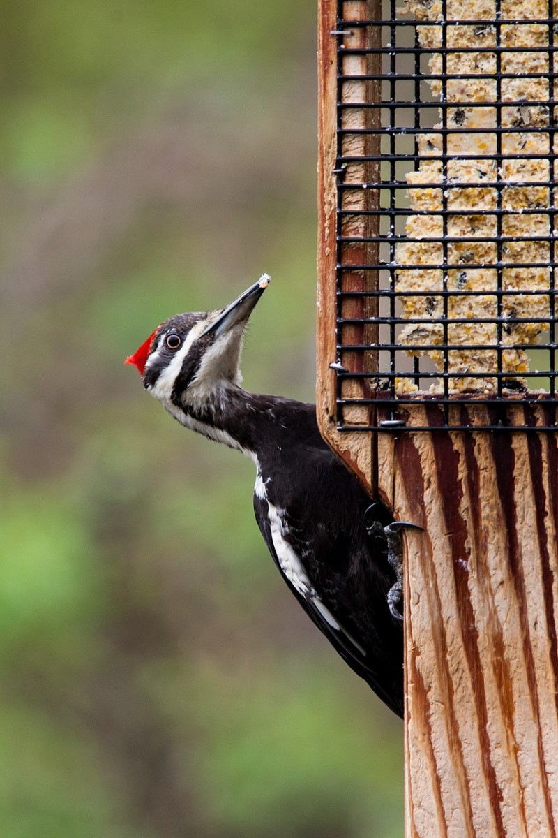 Suet Feeders for Woodpeckers 