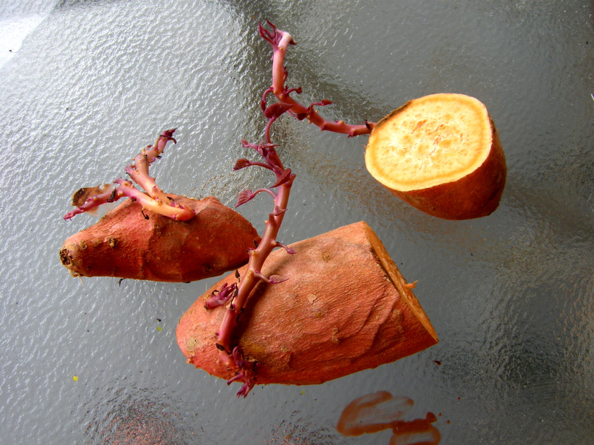 How to Start and Grow Your Own Sweet Potato Slips Dengarden