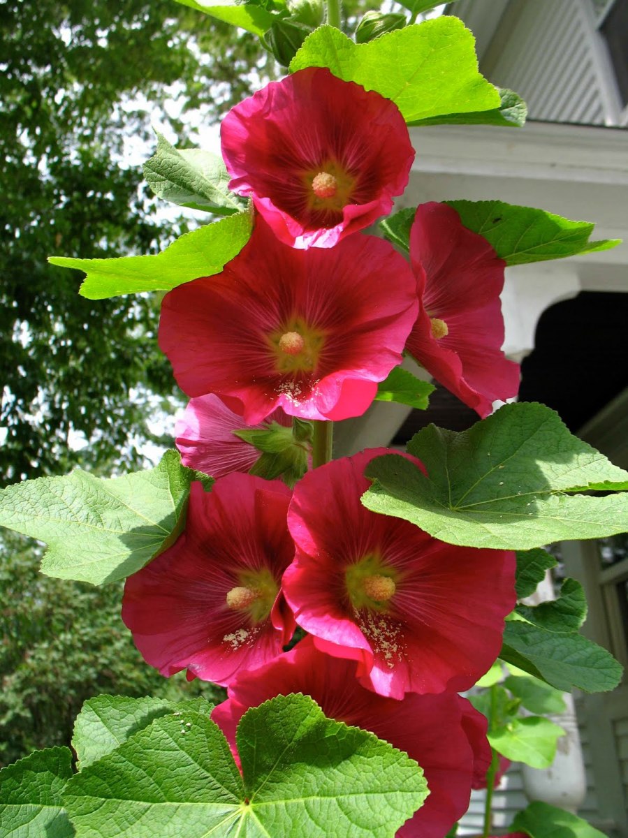 How To Grow Spectacular Hollyhocks Dengarden