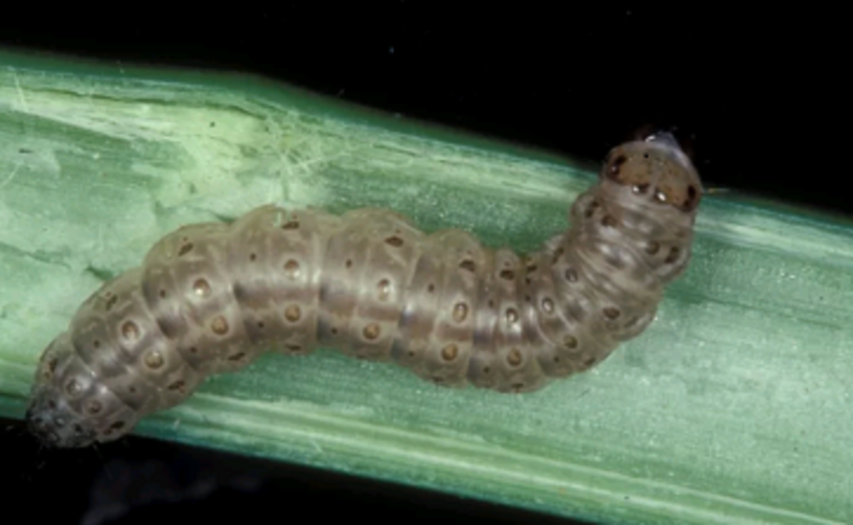 13 Common Pests Of Leafy Vegetables Photos Prevention And Control