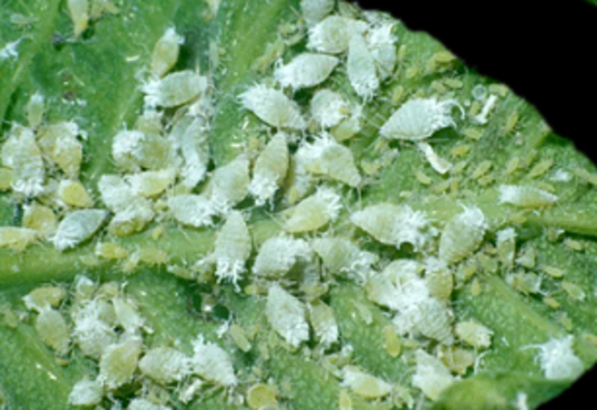 Aphids attack a leaf.