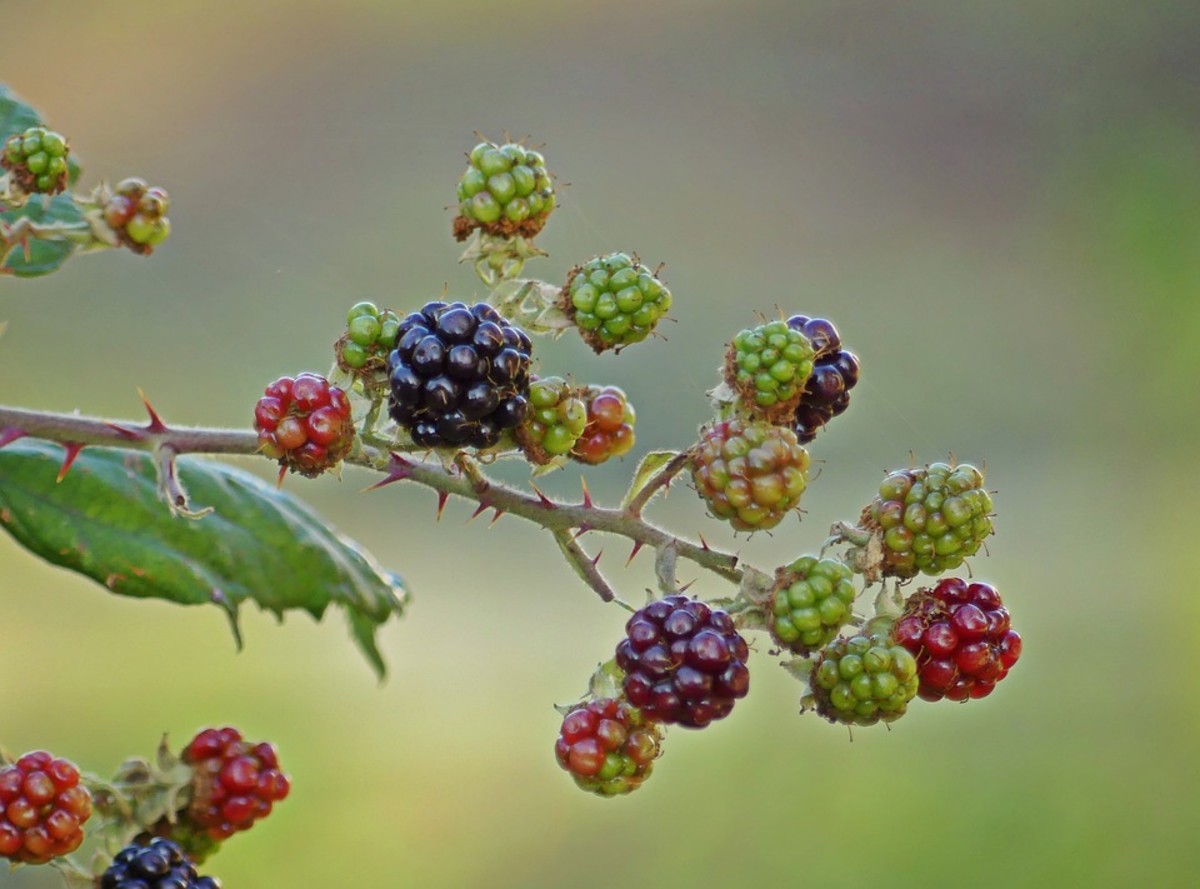 Blackberry Plants How to Grow and Propagate Dengarden