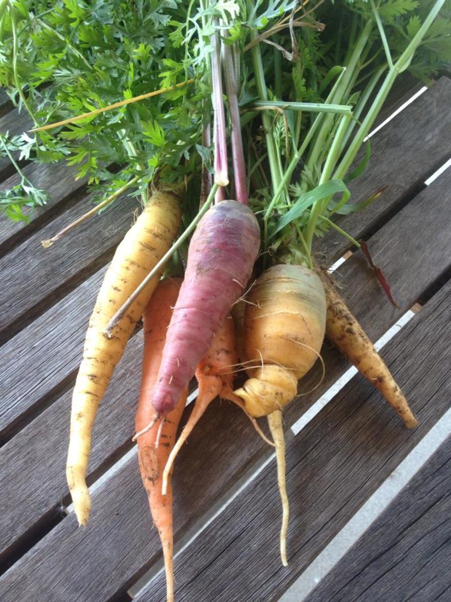 The 6 most cost-effective vegetables to grow in your garden