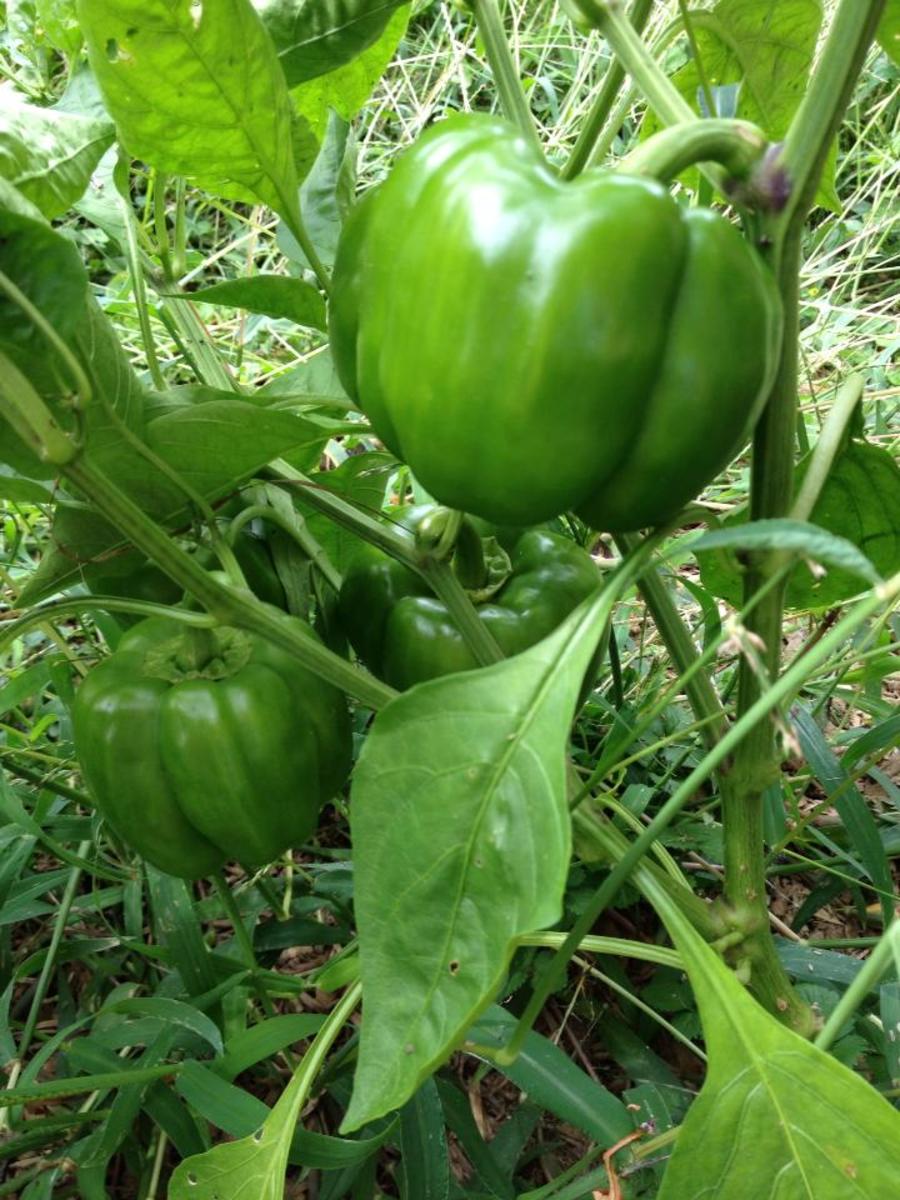 Green peppers in my garden.