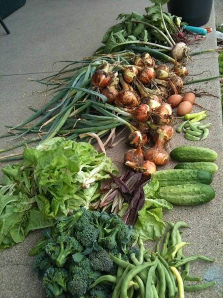 A beautiful garden harvest from last year's garden that ultimately saves money on the grocery bill.