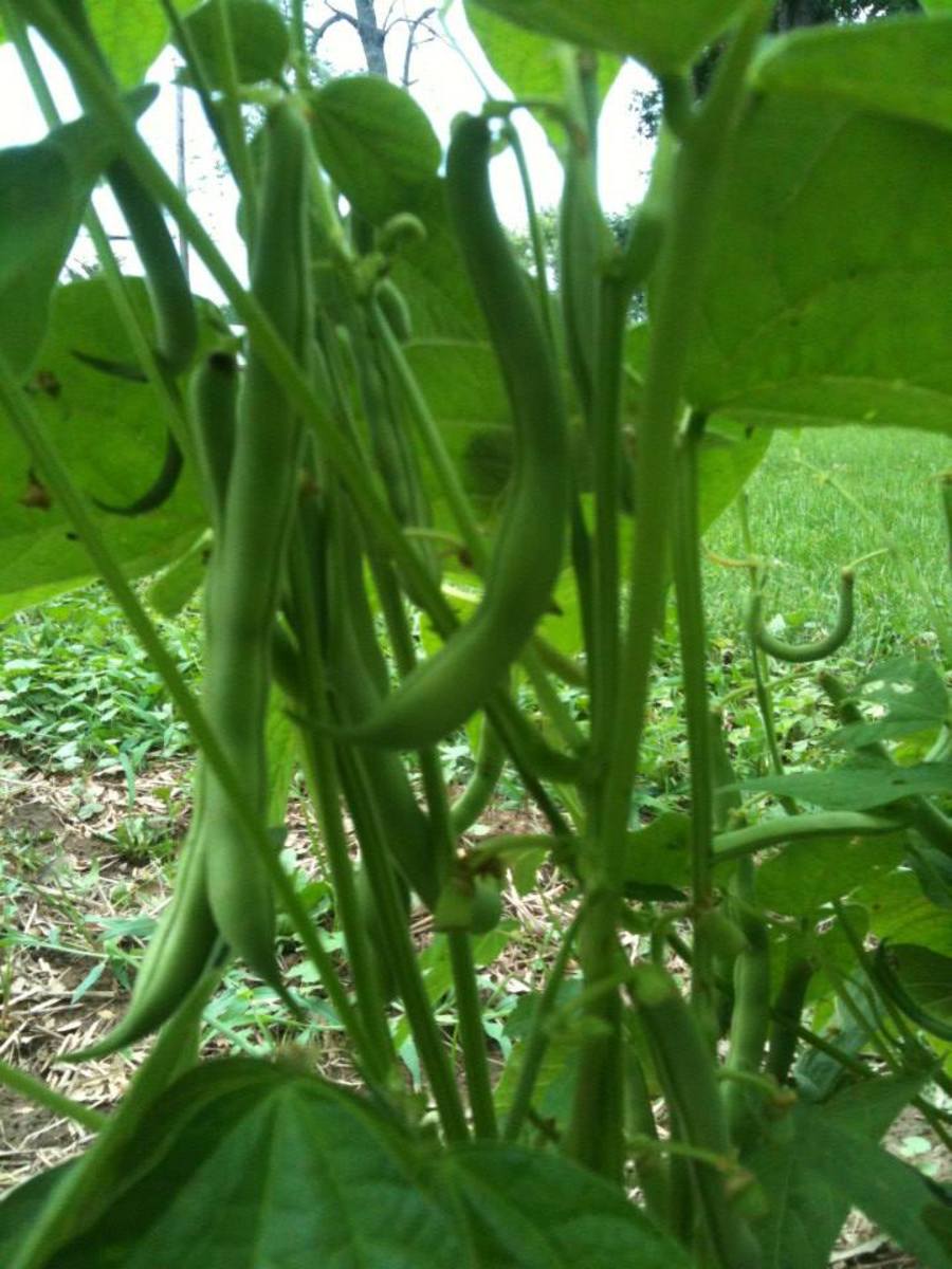 Green beans in my garden.