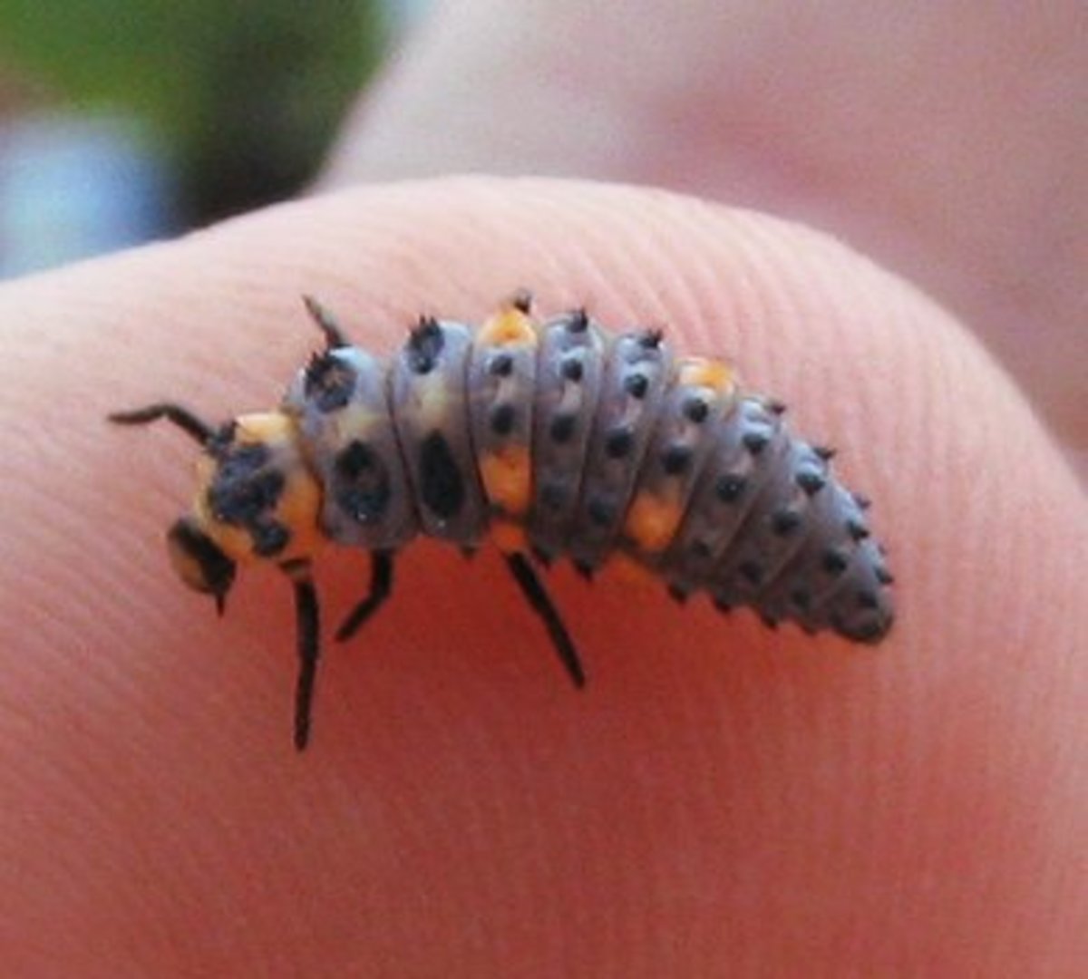 Ladybug larvae.  It looks a little like an alligator.