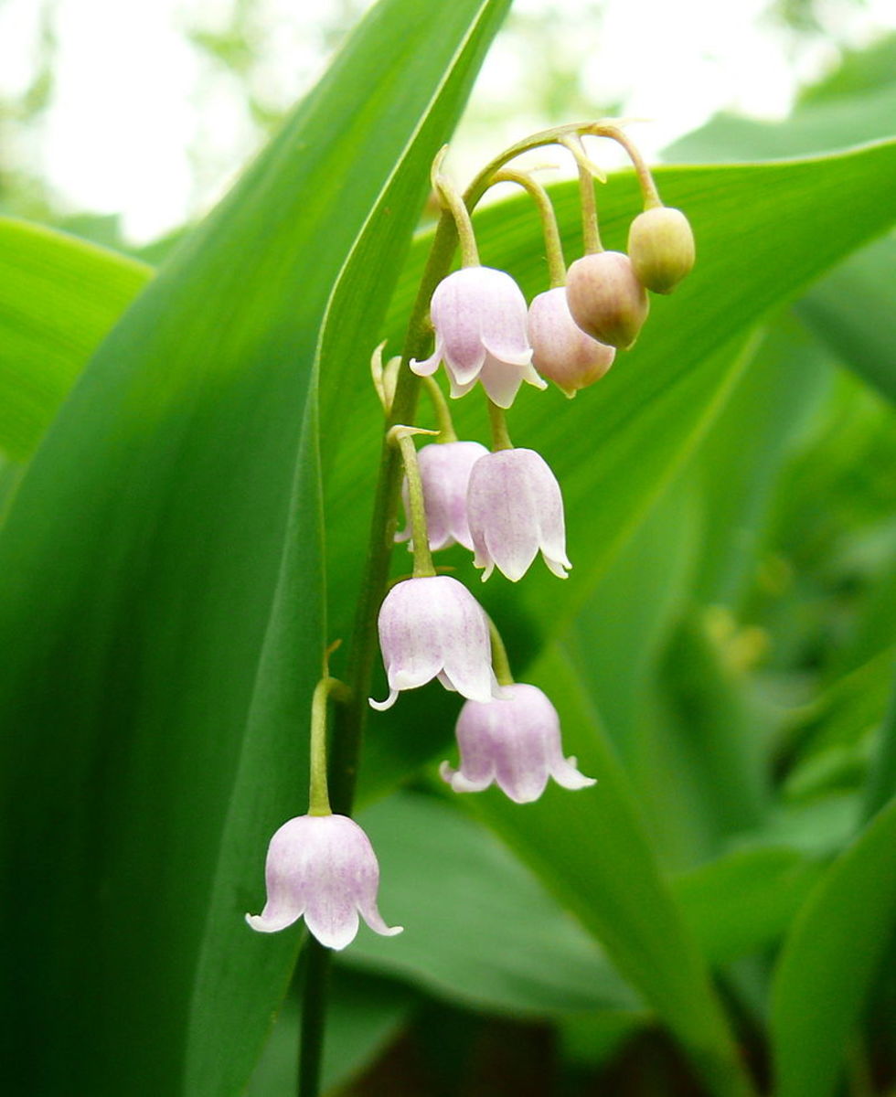 Pink Lily of the Valley Flowers