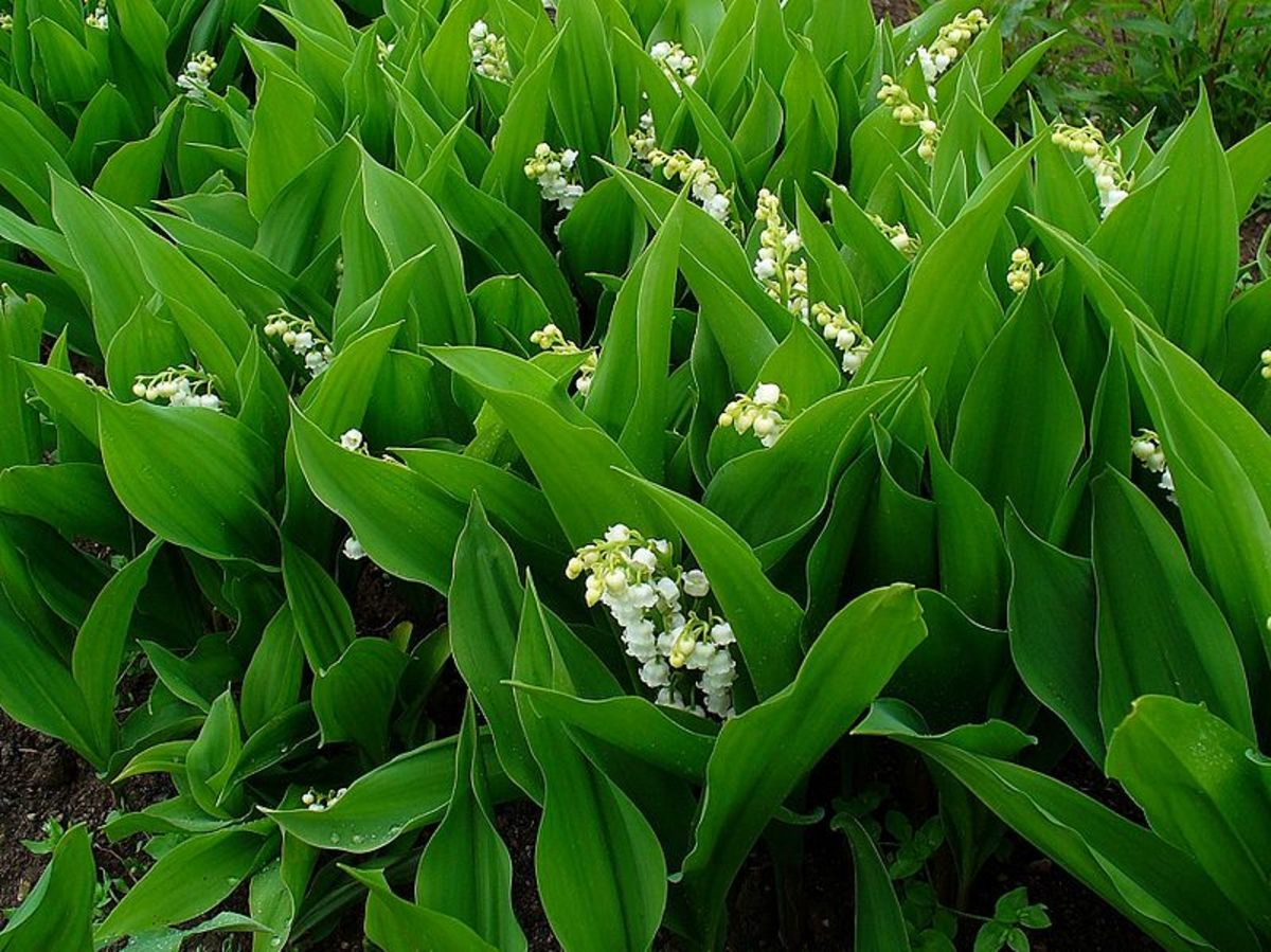 Once extablished, lily of the valley makes a lovely groundcover in shady areas.