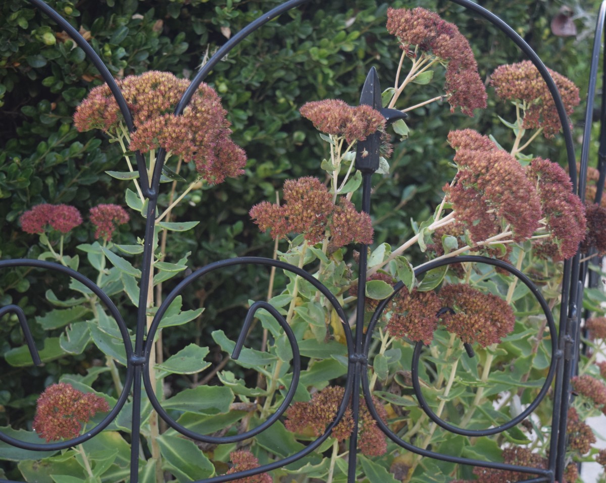 How to Put Your Garden to Bed Before Winter Dengarden