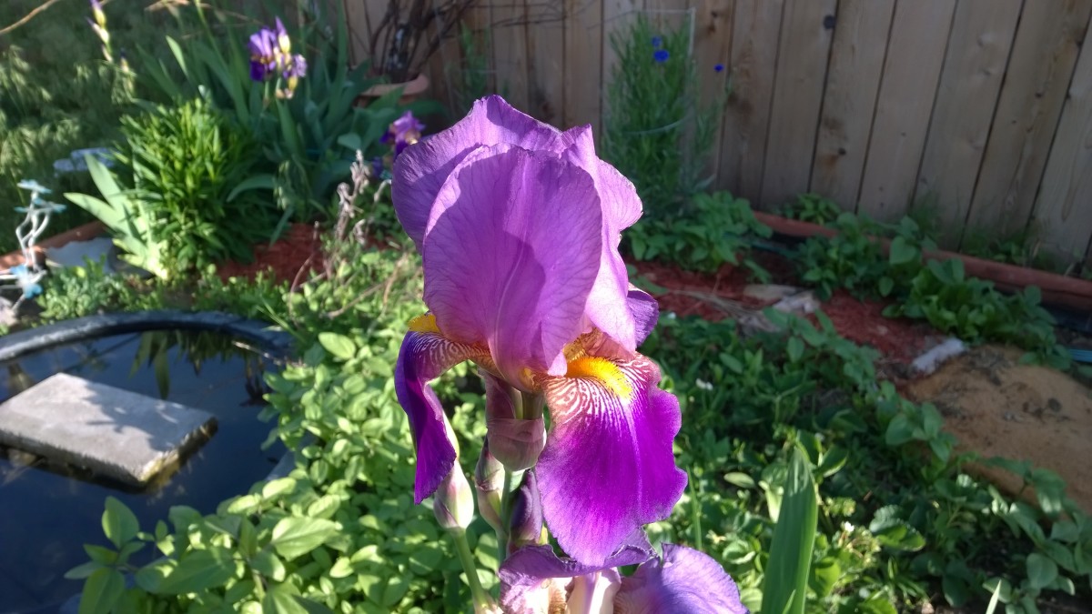 These purple bearded irises are loved for their beauty and indestructible nature. They are tolerant of drought as well as cold. 