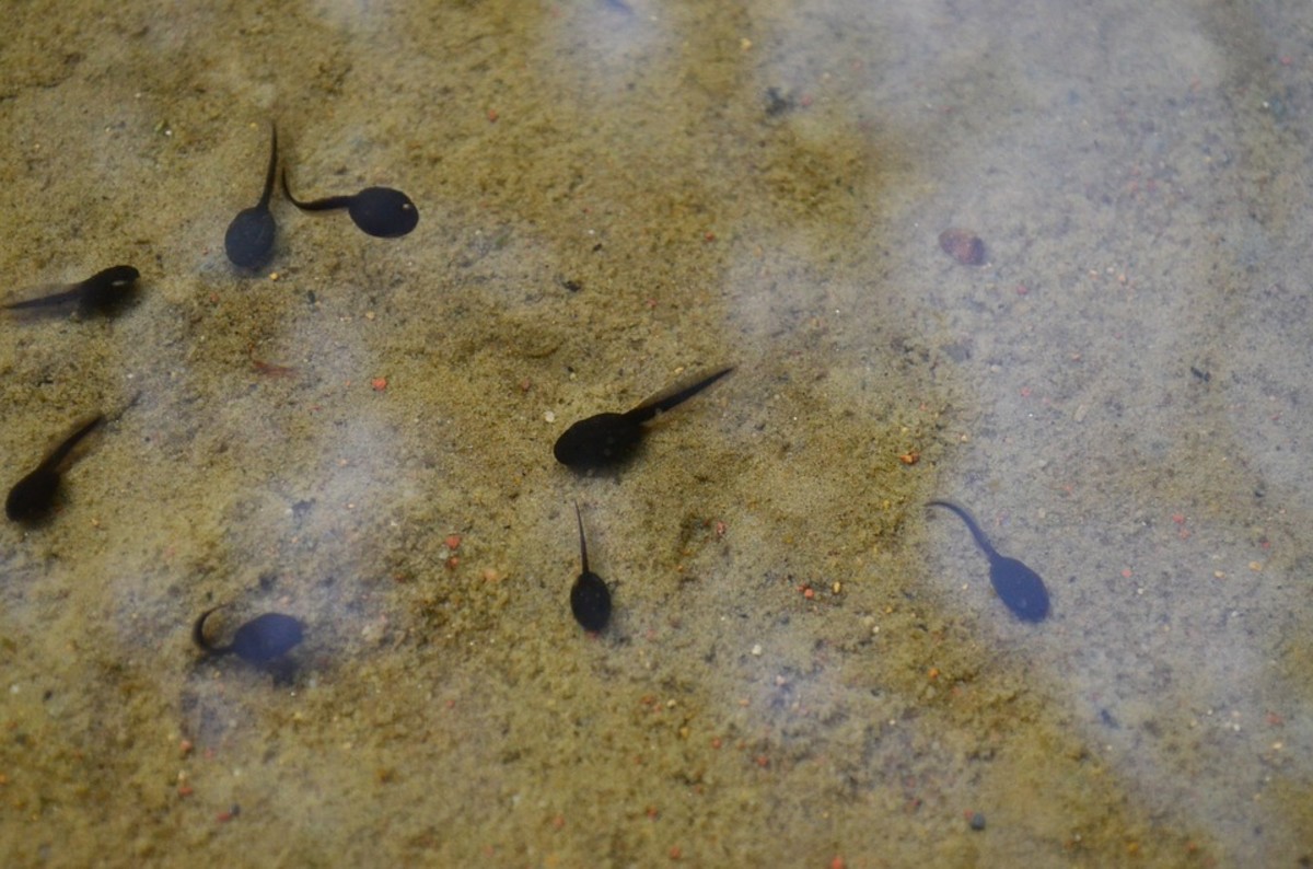 Toads start out as tadpoles.