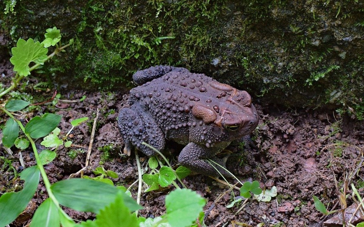 How to Attract Toads to Your Garden - Dengarden