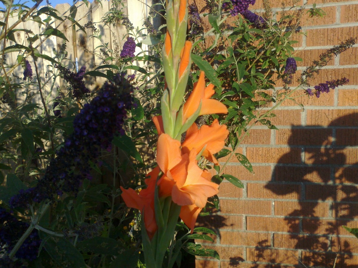 Gladiolas provide striking color pops. 