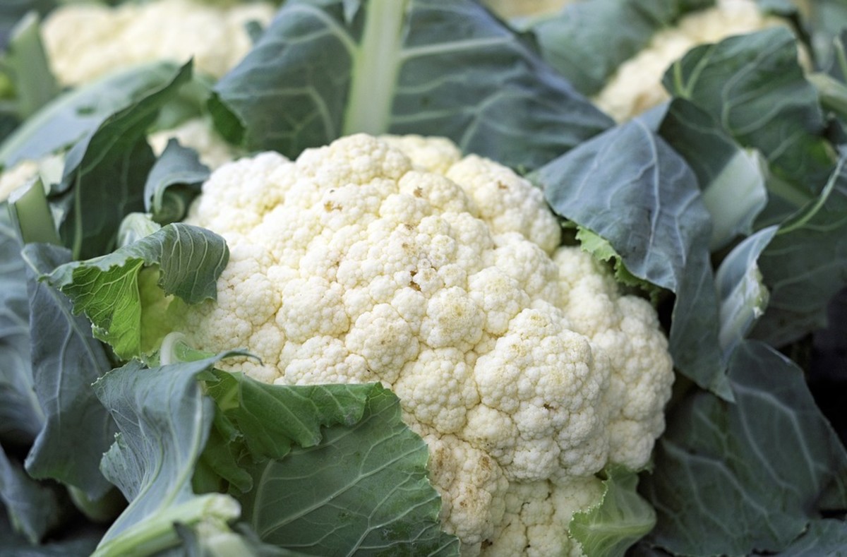 a-guide-to-growing-cauliflower