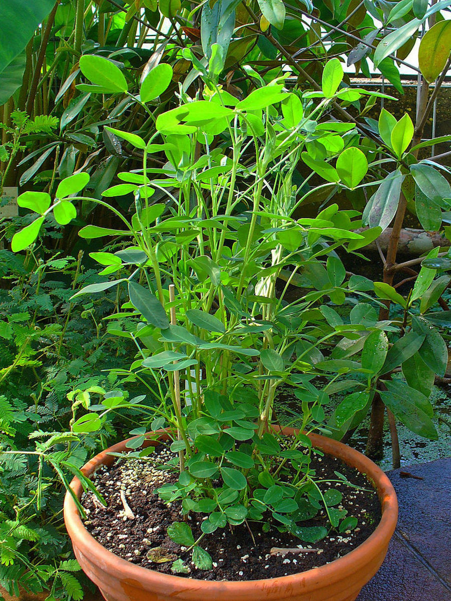 How To Grow Peanuts Dengarden