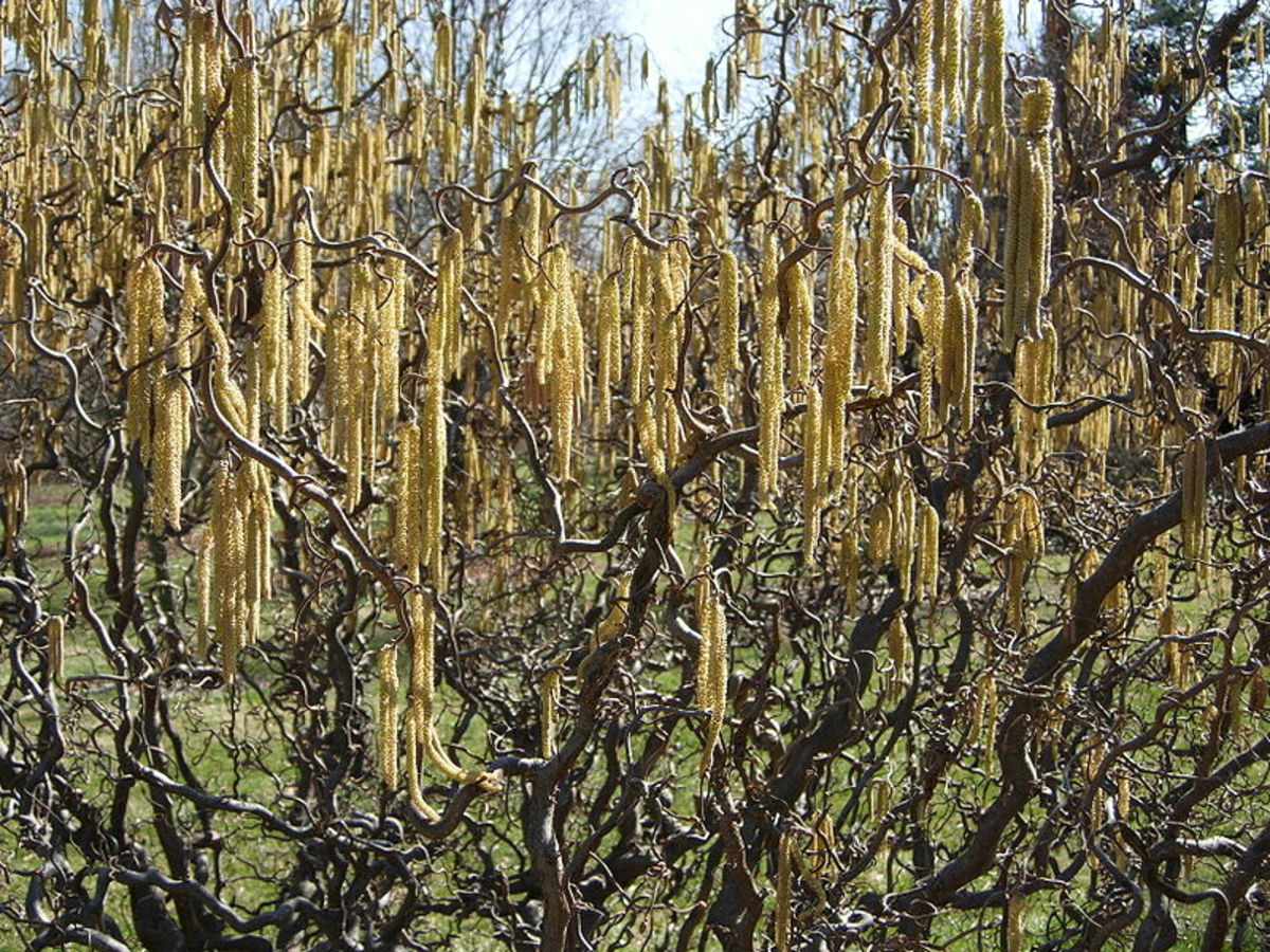 The yellow catkins add color to your late winter/early spring landscape