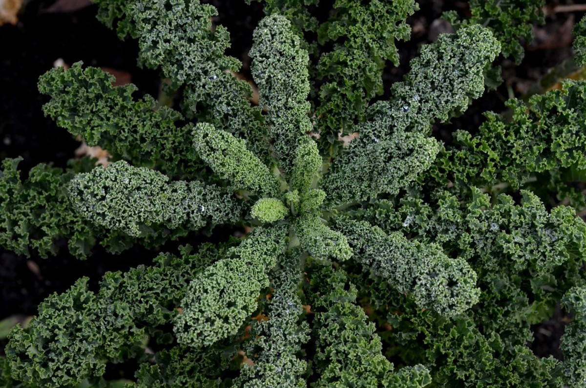 Curly Leaf Kale