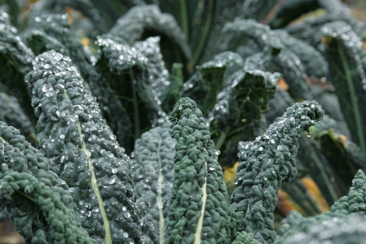 Bumpy Leaf Kale