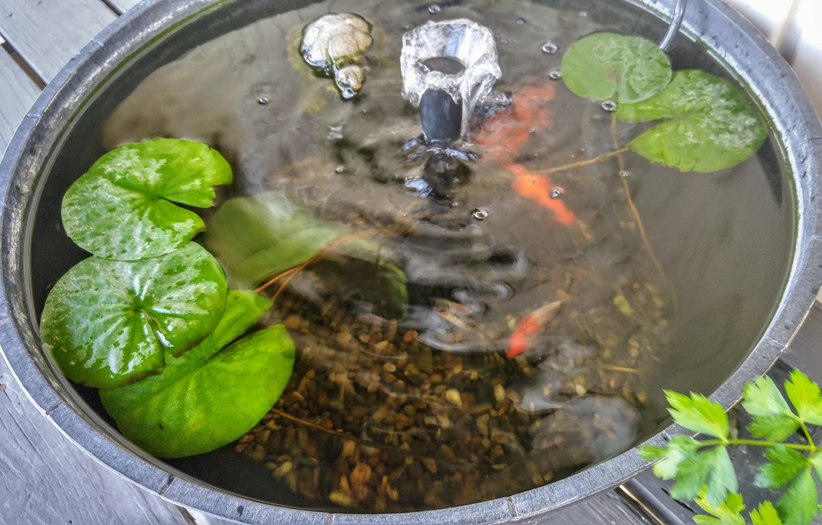 A container water garden with lily pads and goldfish (the turtle is fake—just a decoration).