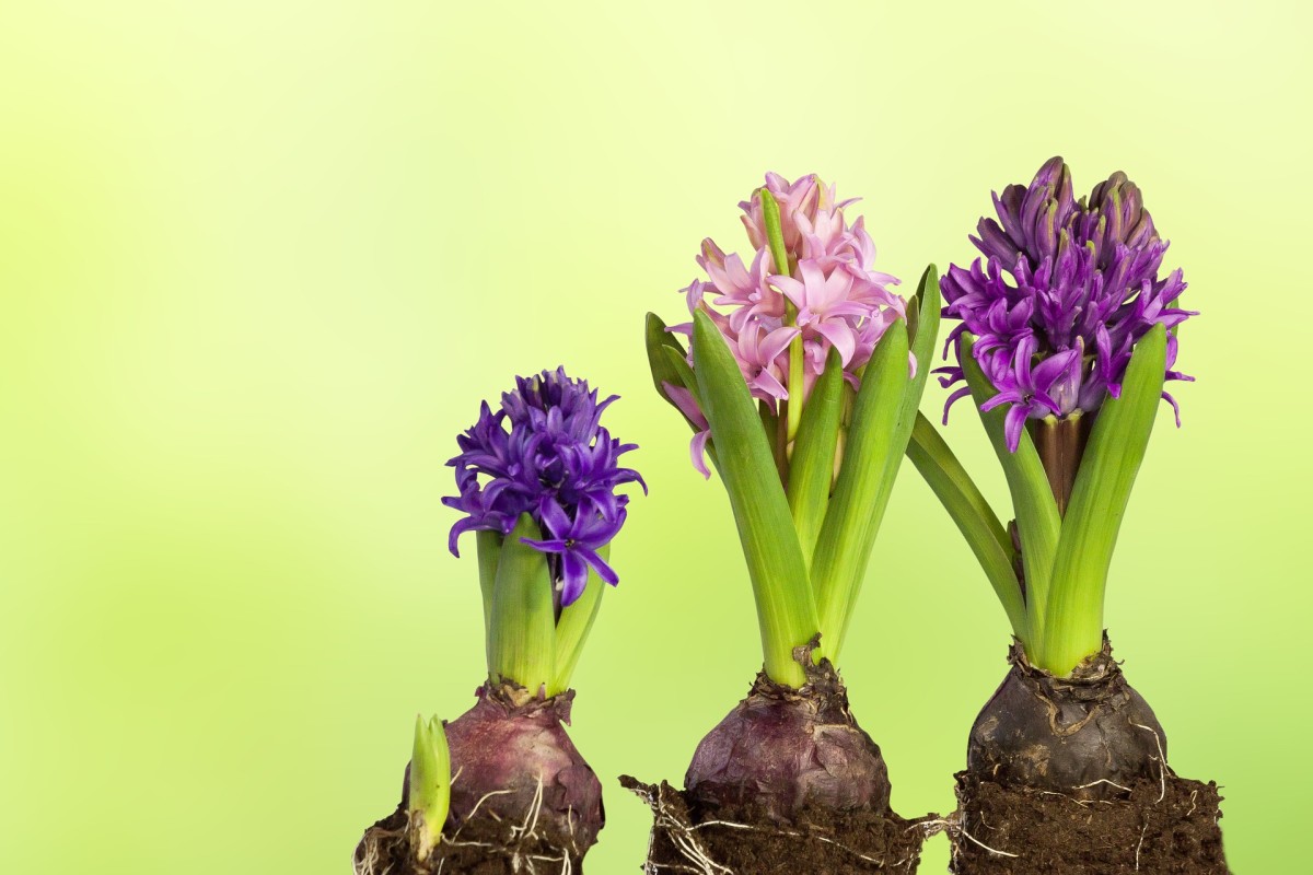 how-to-plant-hyacinths