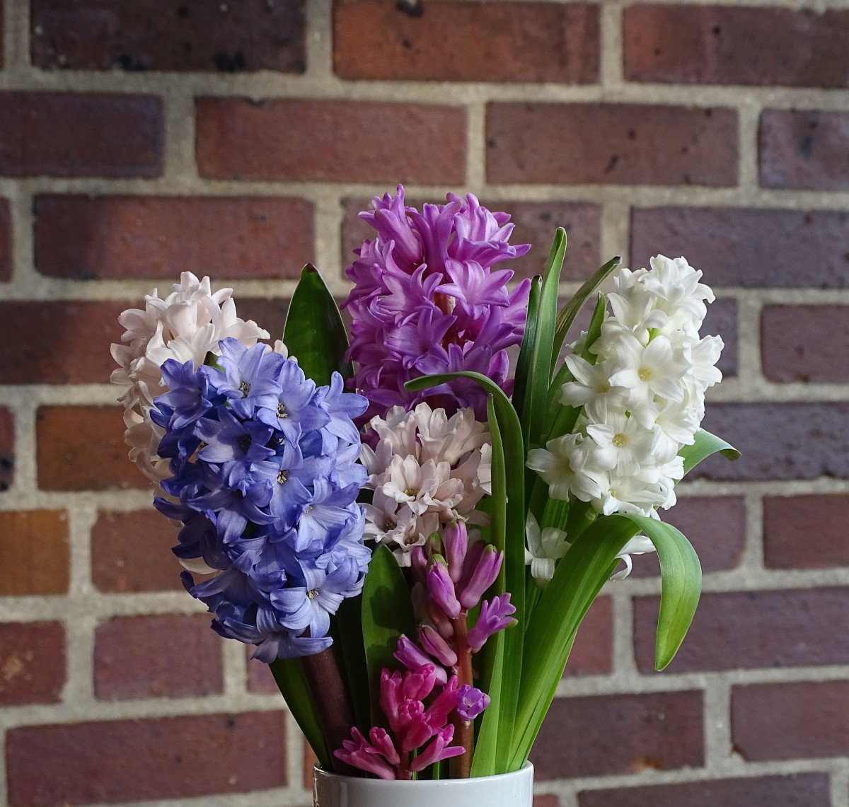 You can grow hyacinth indoors!