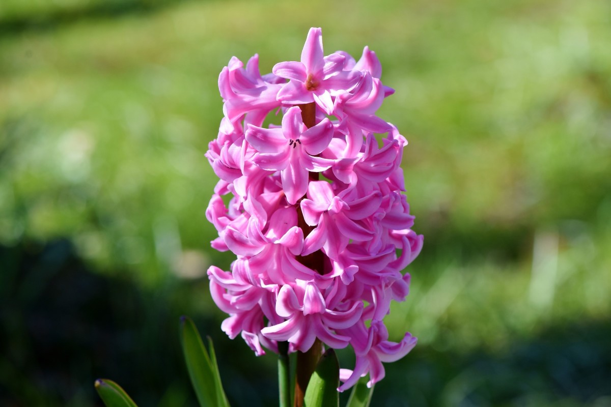 how-to-plant-hyacinths
