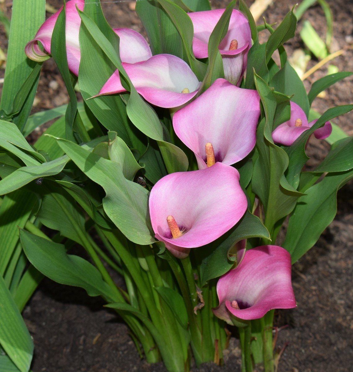 Though typically white, calla lilies come in an assortment of colors.