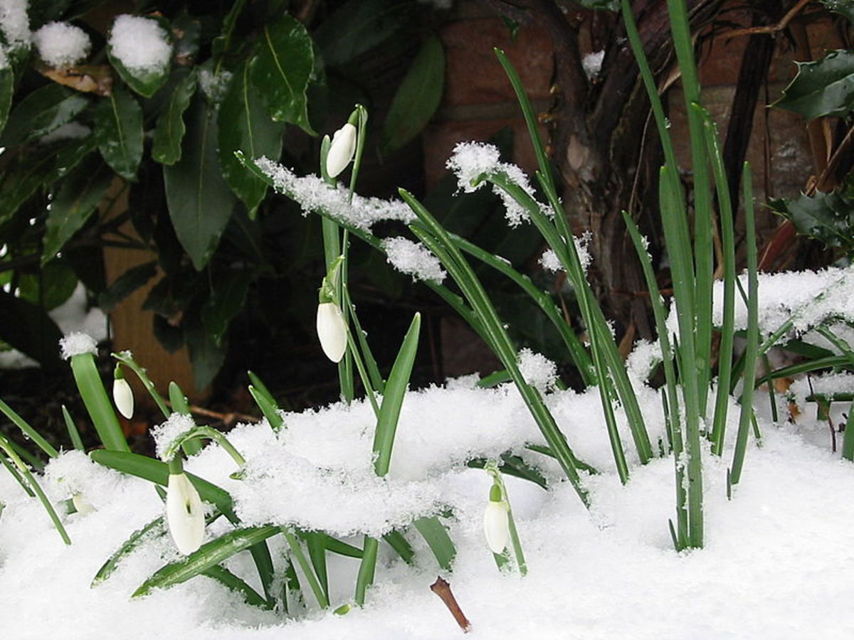 Snowdrops will grow and bloom in the snow
