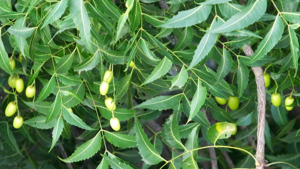 Each neem fruit contains 2 to 3 seeds