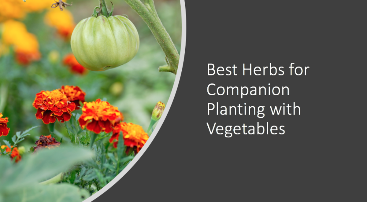 Best Herbs For Companion Planting With Vegetables Dengarden