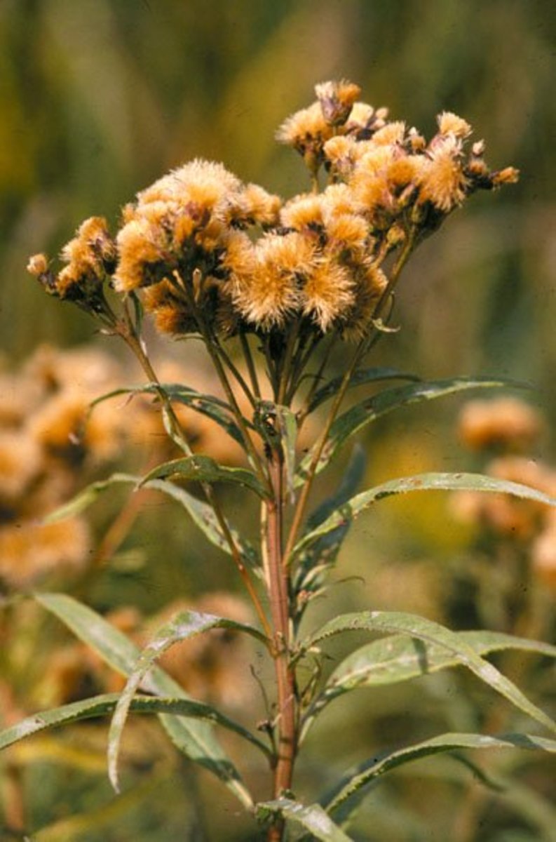 How to Grow New York Ironweed, a Native Plant Dengarden