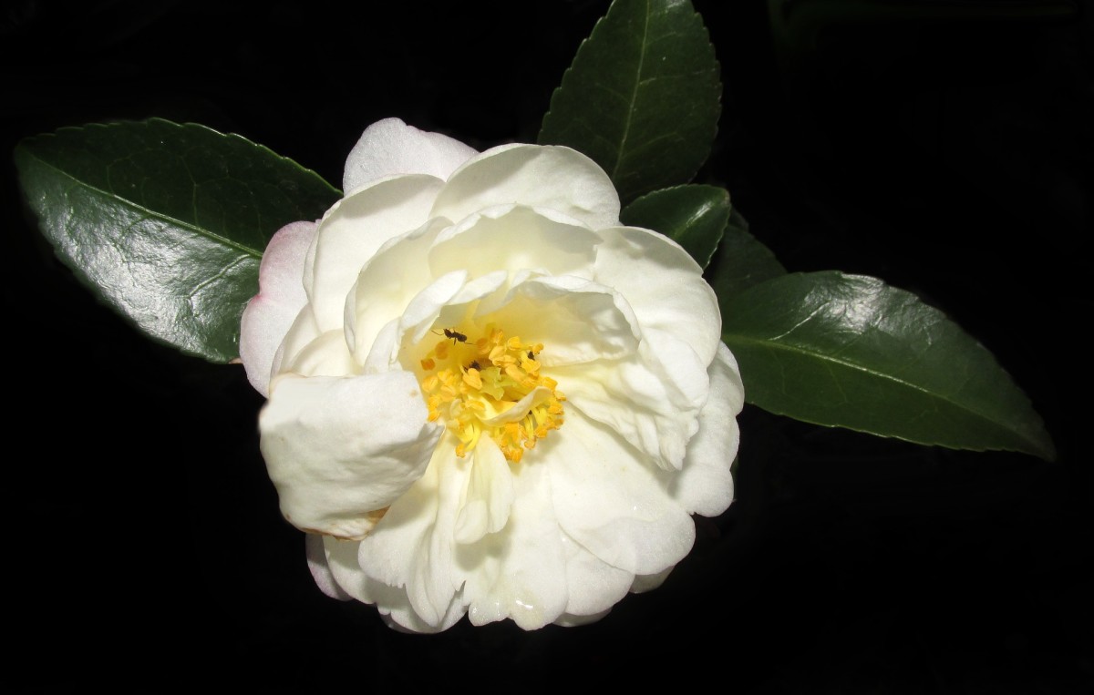 Camellias also come in white.