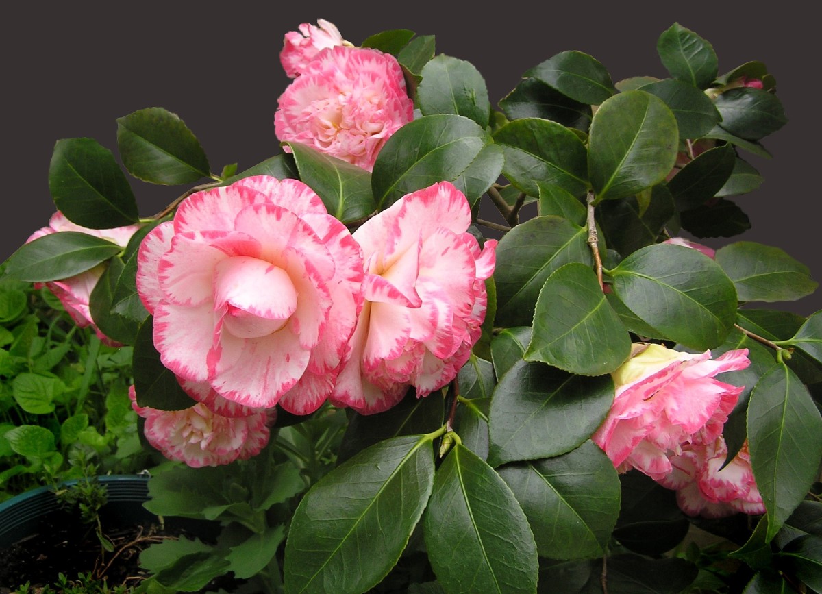 Some camellias are bicolored, such as this white and pink bloom.