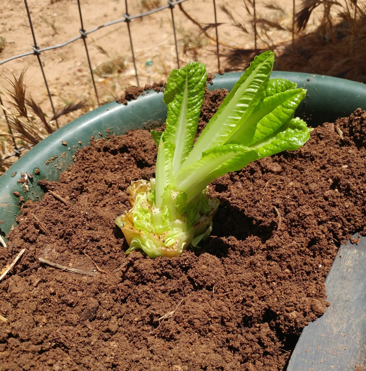 Top 94+ Images romaine lettuce growing stages pictures Full HD, 2k, 4k