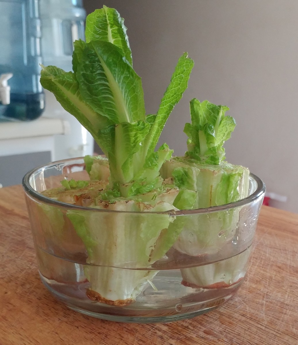 How To Grow Romaine Lettuce From Cuttings Dengarden