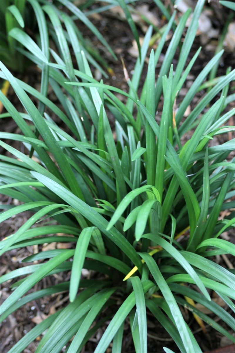 Lilyturf/Lilygrass (Liriope muscari)