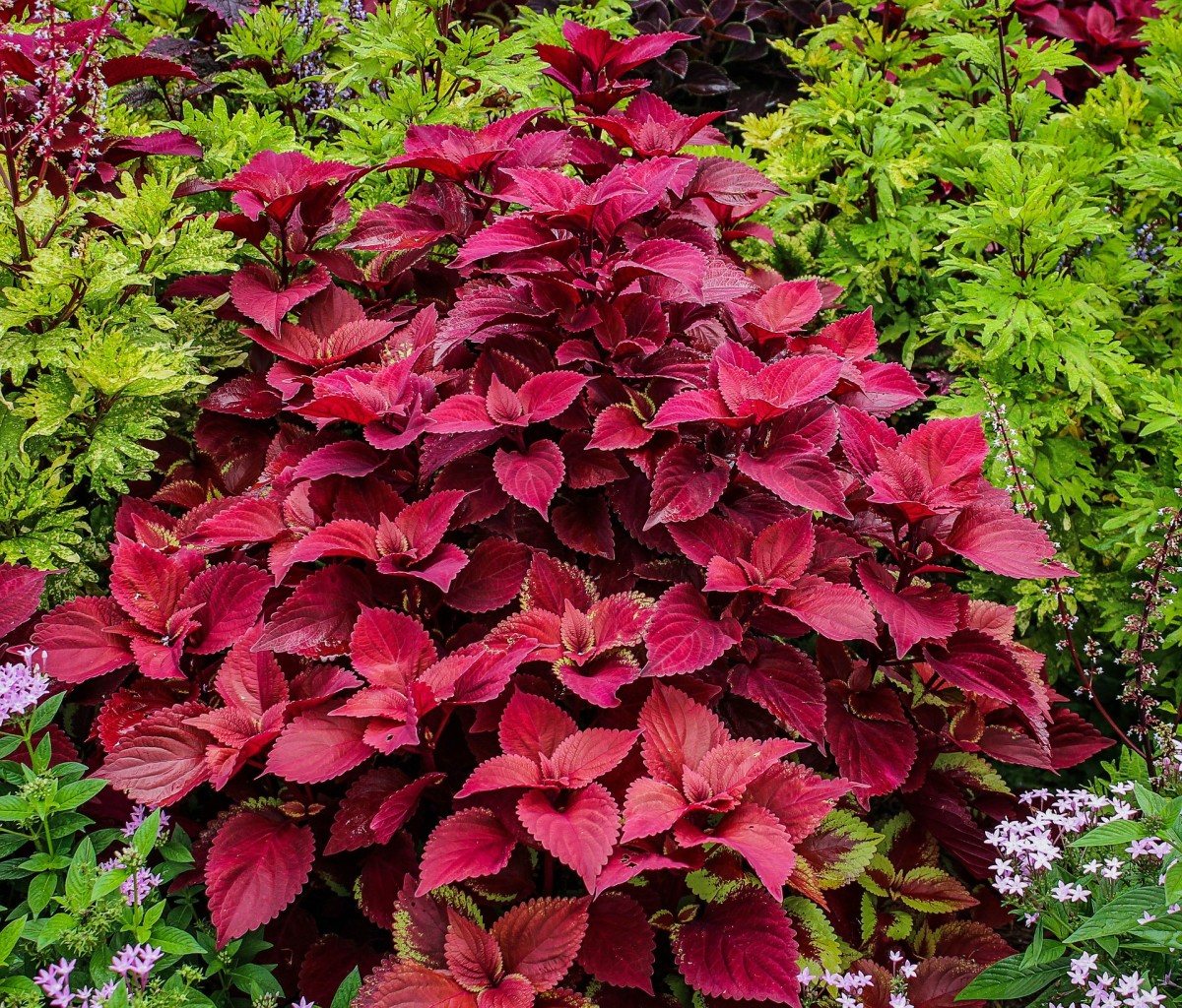 Coleus can grow up to 2 to 3 feet tall if not pinched or pruned back!