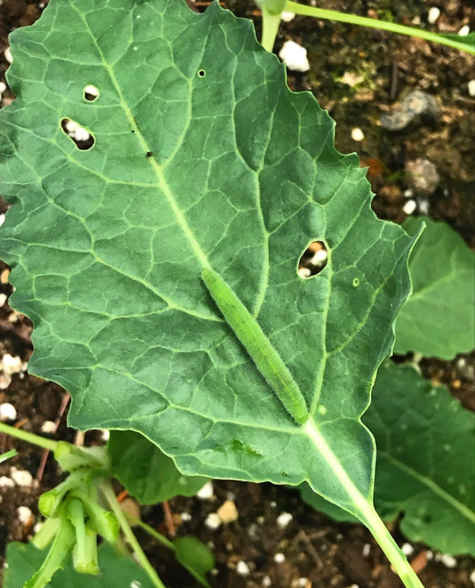 A cabbage worm enjoying some kale.