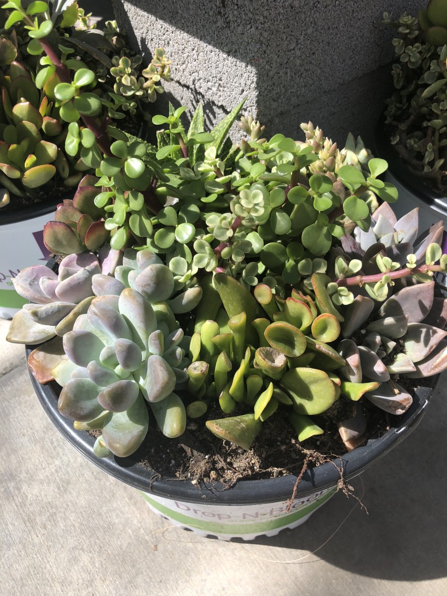 Here are some succulents that grew big and strong after starting out as just babies.