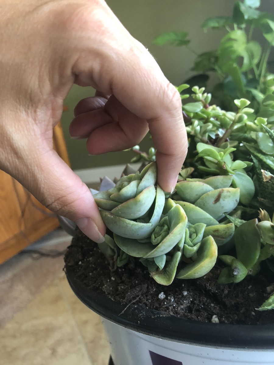 A succulent about to be cut.