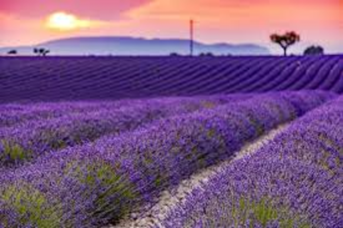Fields of lavender.