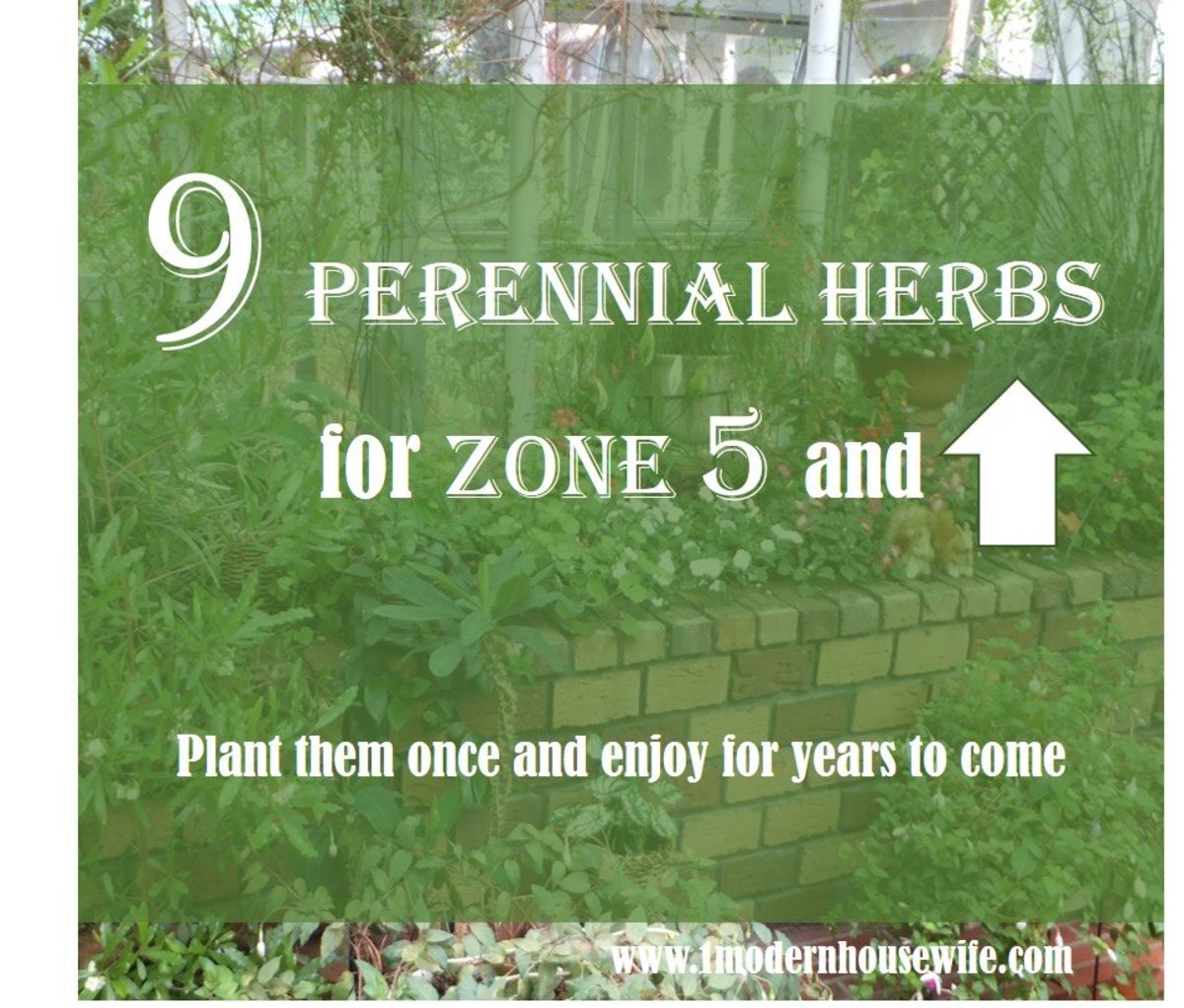 9 Perennial Herbs for Zones 5 and Higher